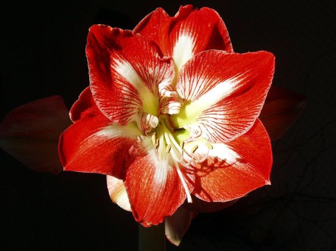 799px-Amaryllis_Red