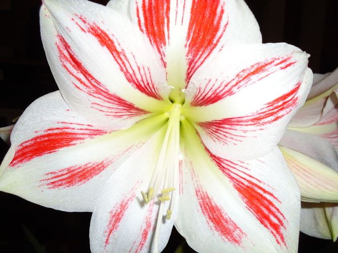 800px-Amaryllis_-_red_and_white